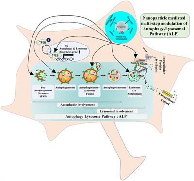 Role of lysosome in healing neurological disorders by nano-bioengineering